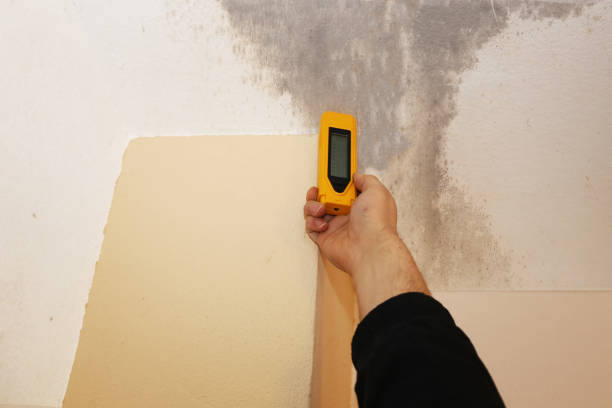 Trusted Socorro, TX Mold Removal Experts